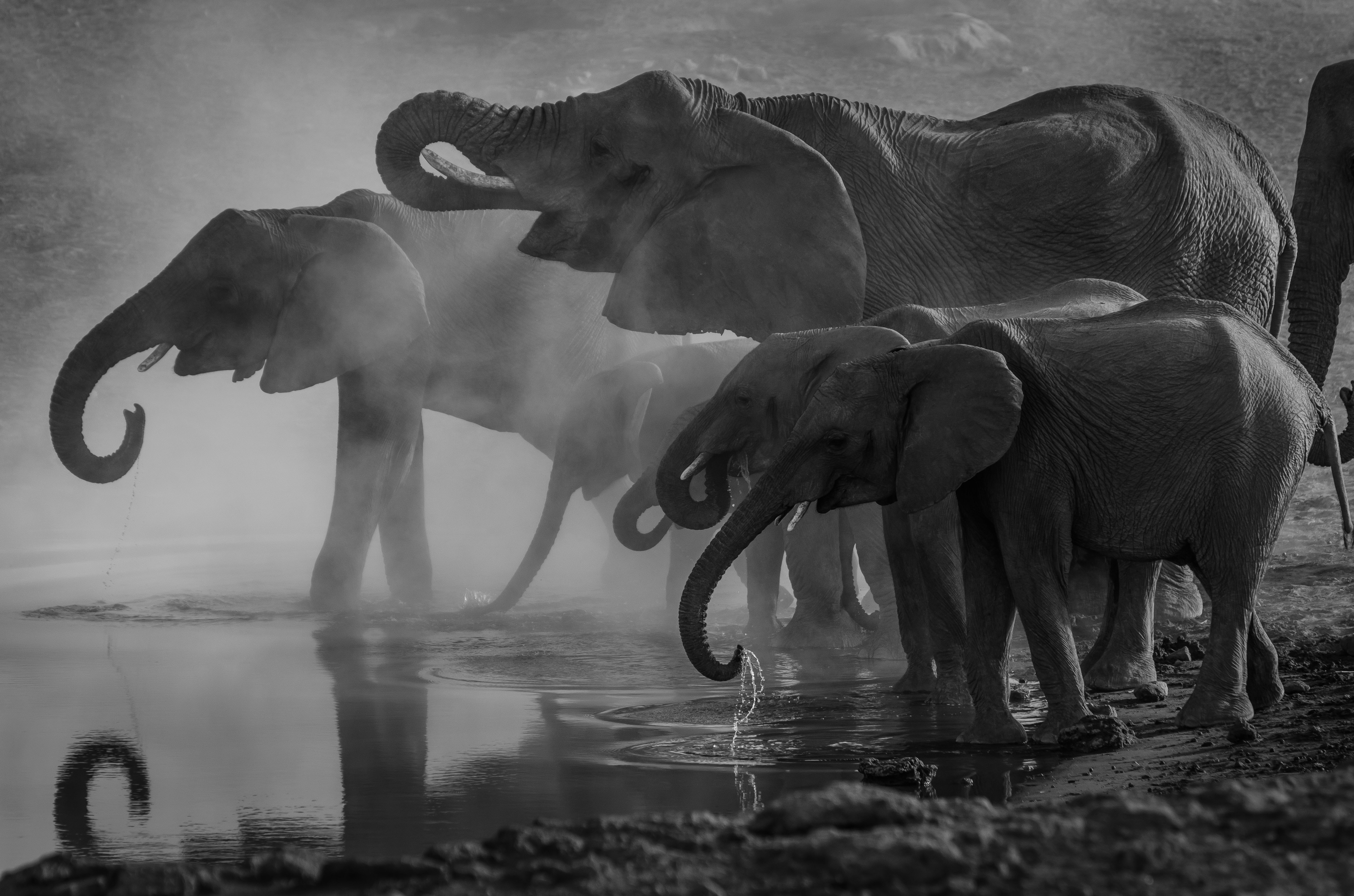 elephants by a lake