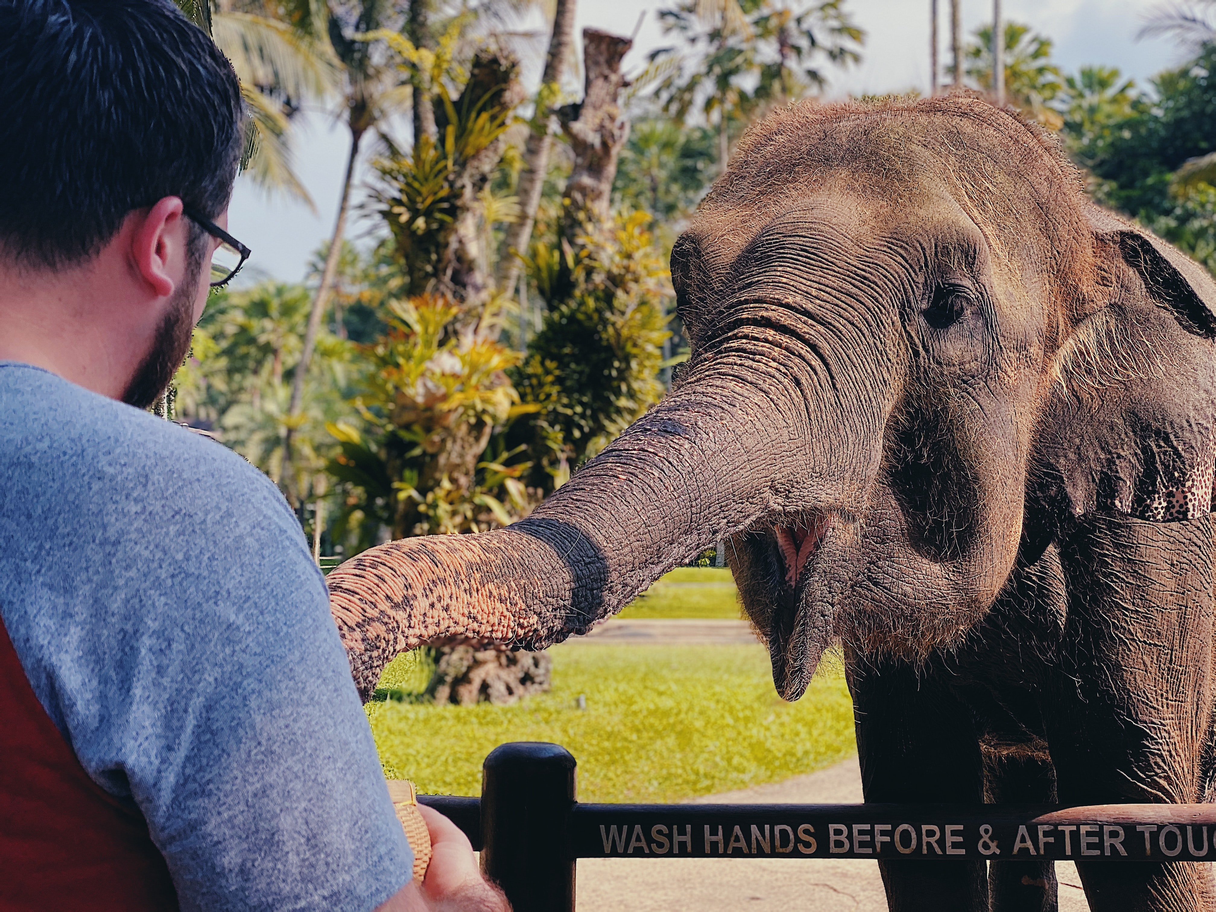 person feeding elephant