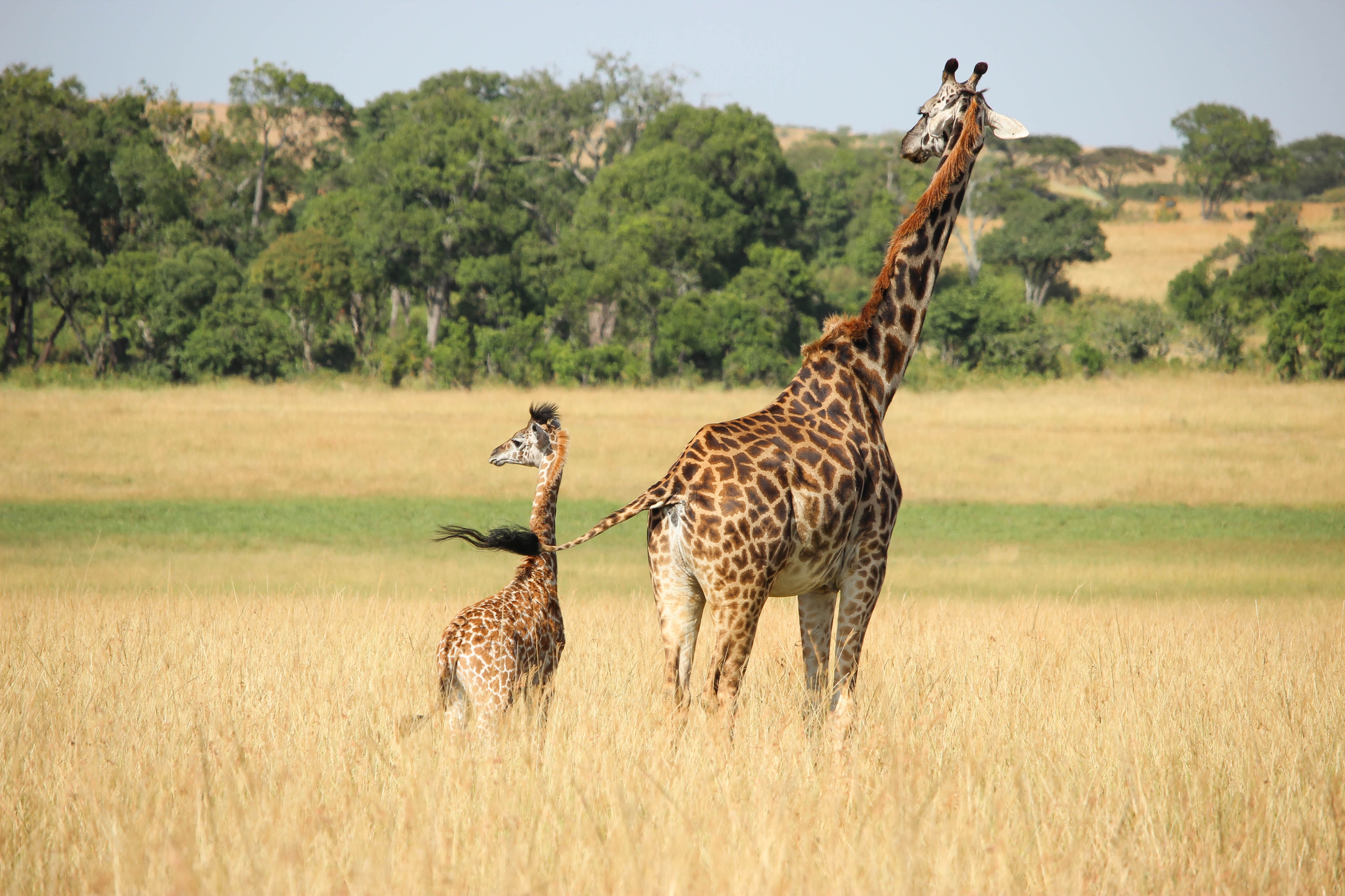 giraffe and baby giraffe