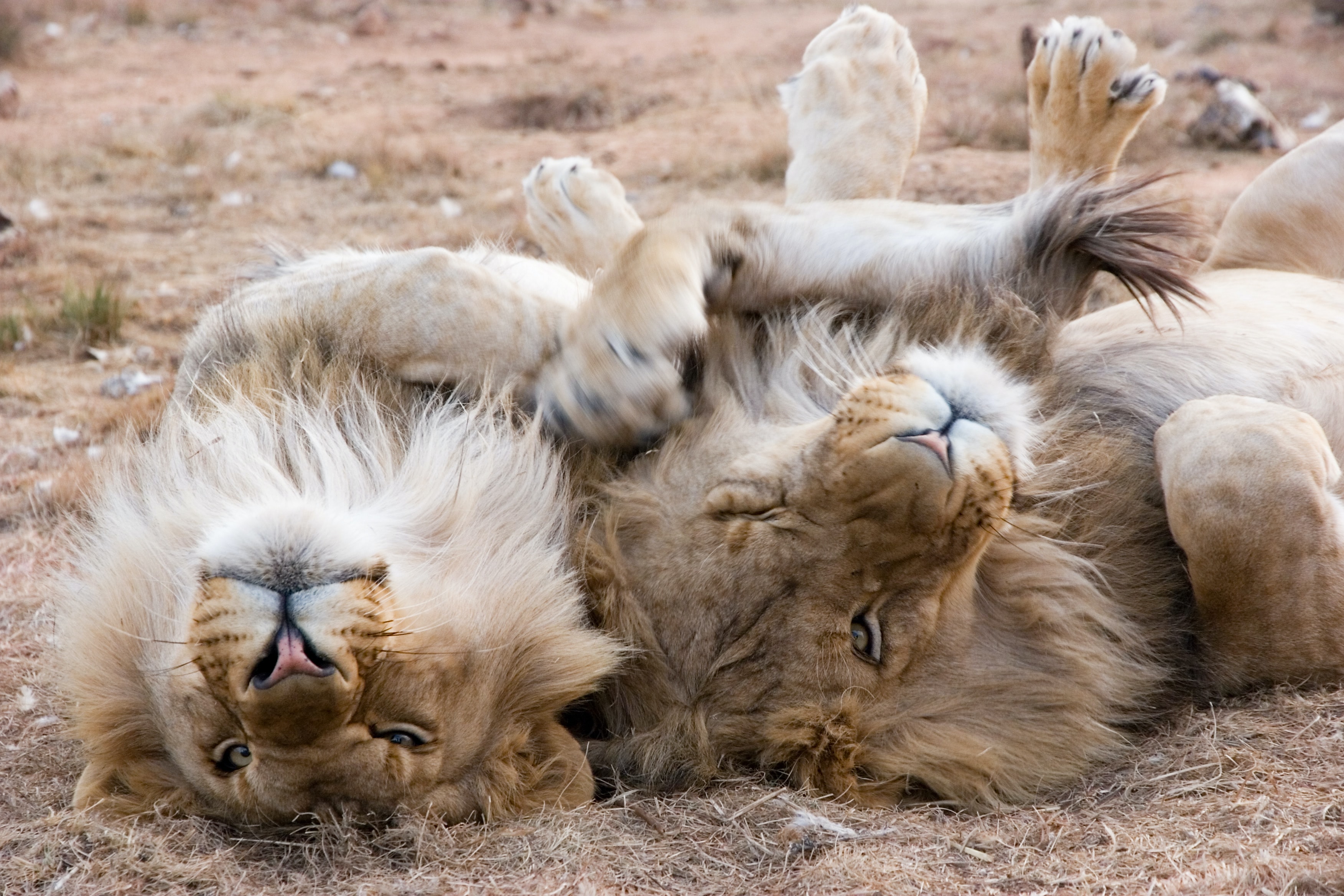 lions snuggling